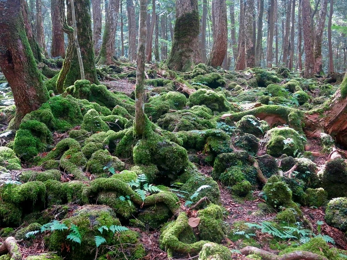 Мистический лес Аокигахара Япония