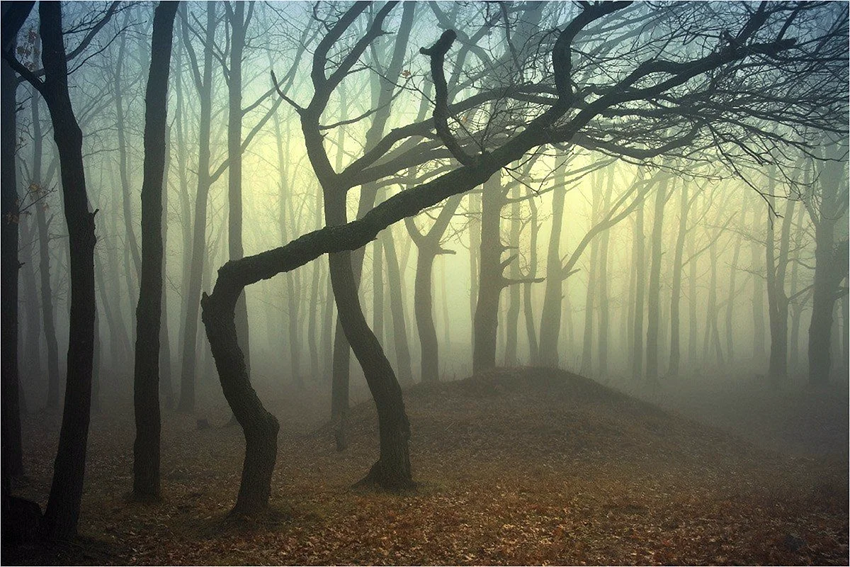 Мистический лес Хоя-бачу