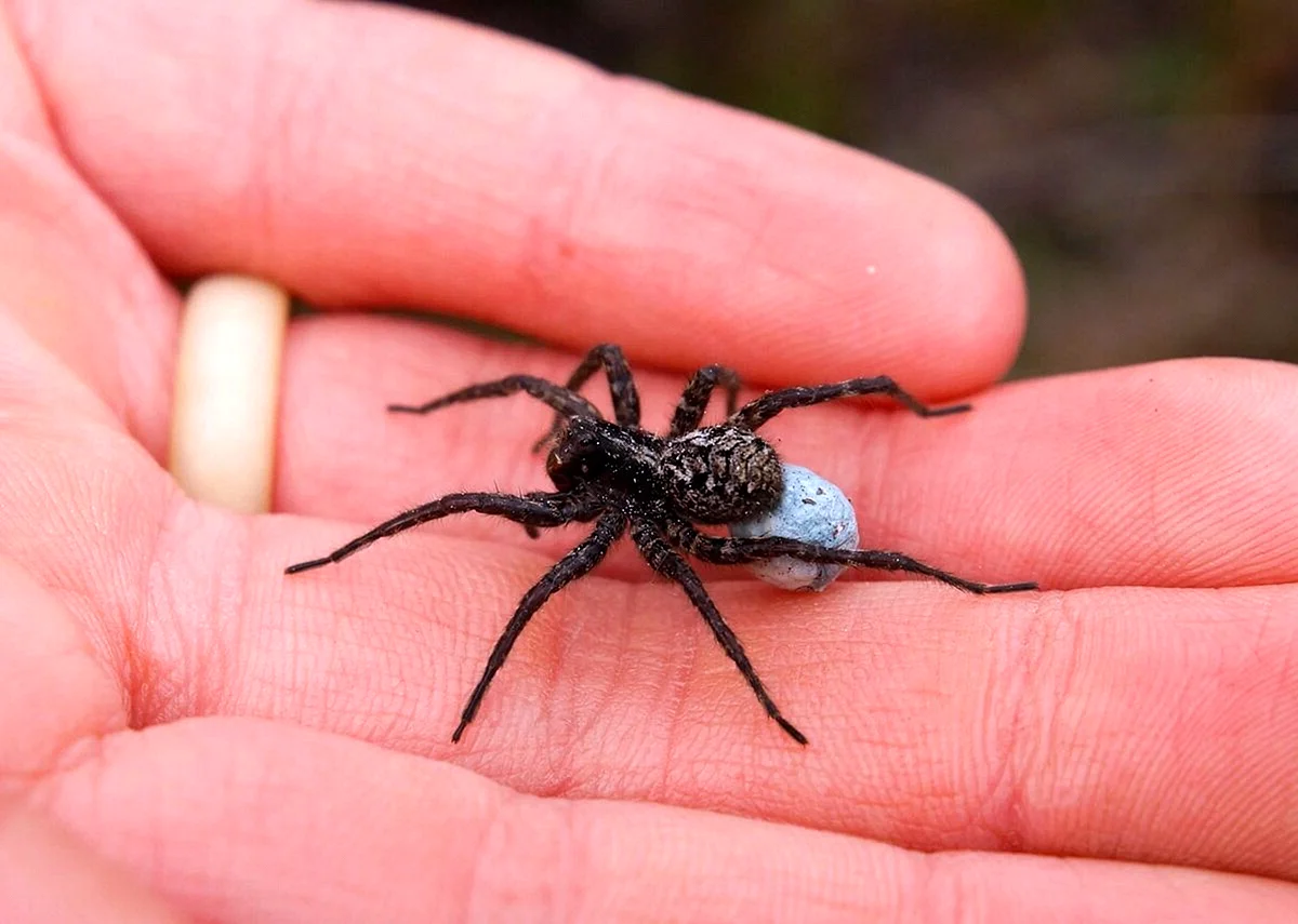 Мизгирь паук домашний черный