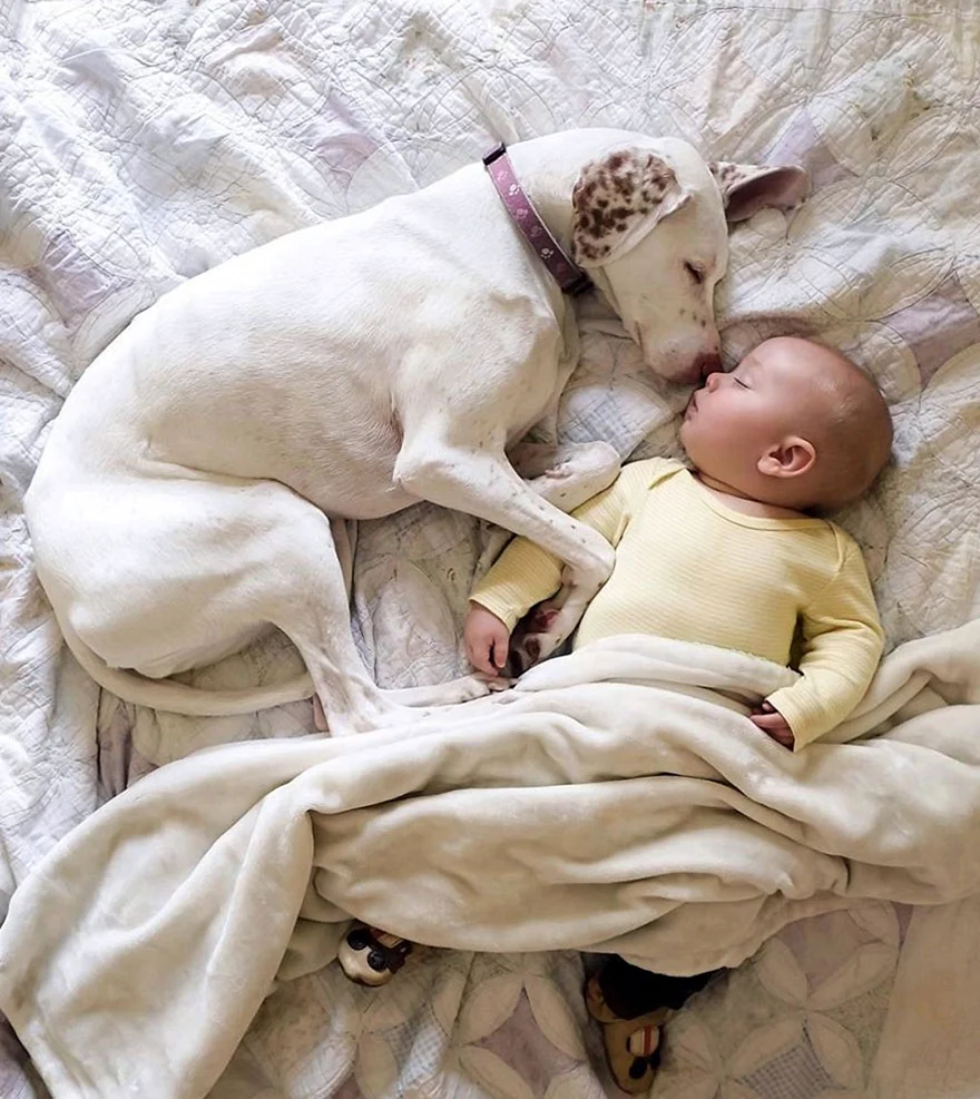 Младенец и собака