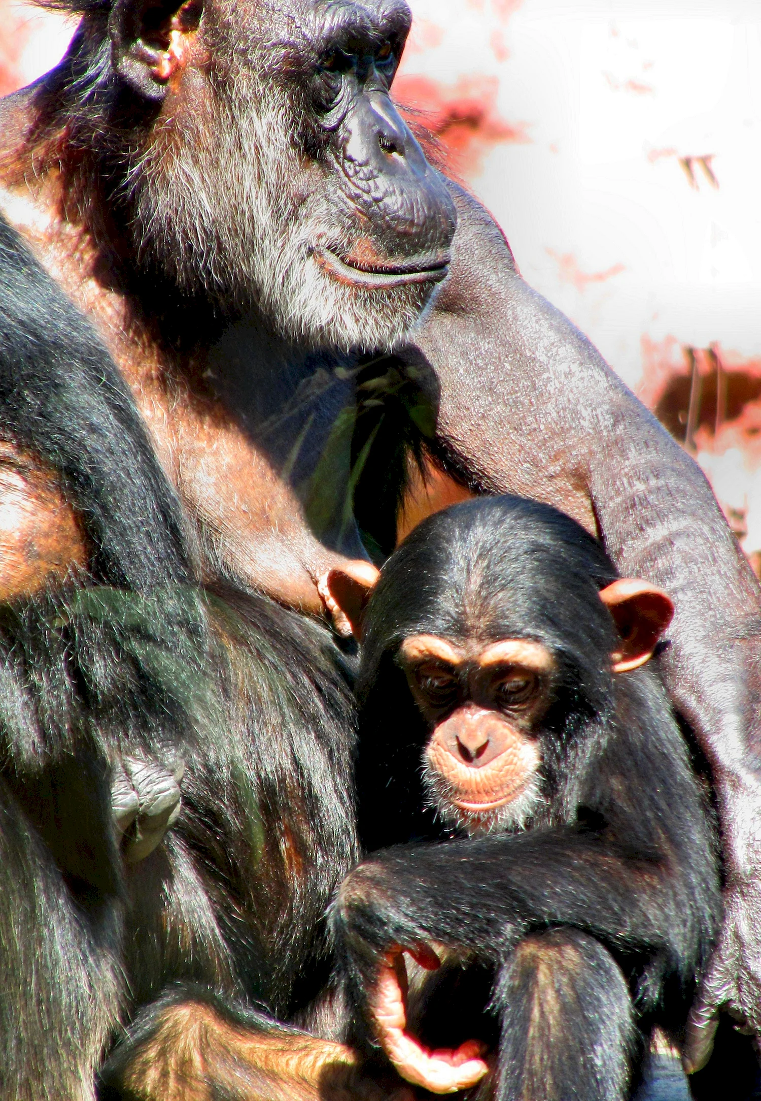 Млекопитающие шимпанзе
