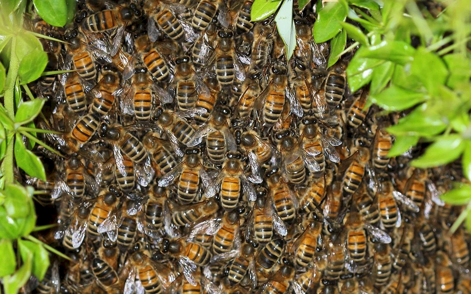 Много пчел