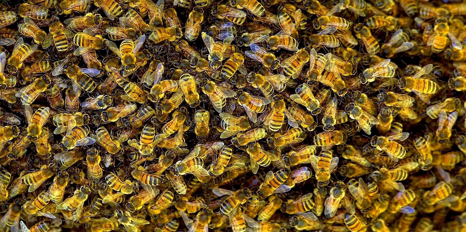 Много пчел