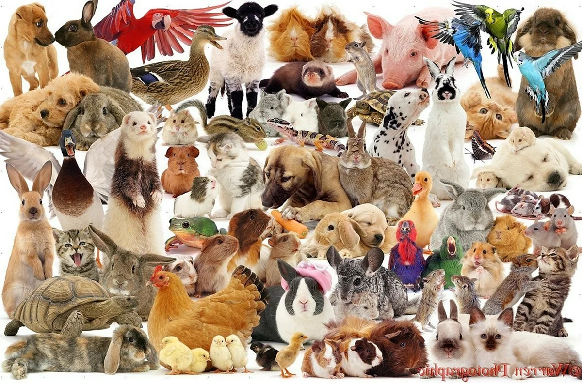 Много животных