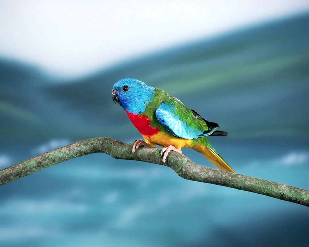 Многоцветный певчий попугай