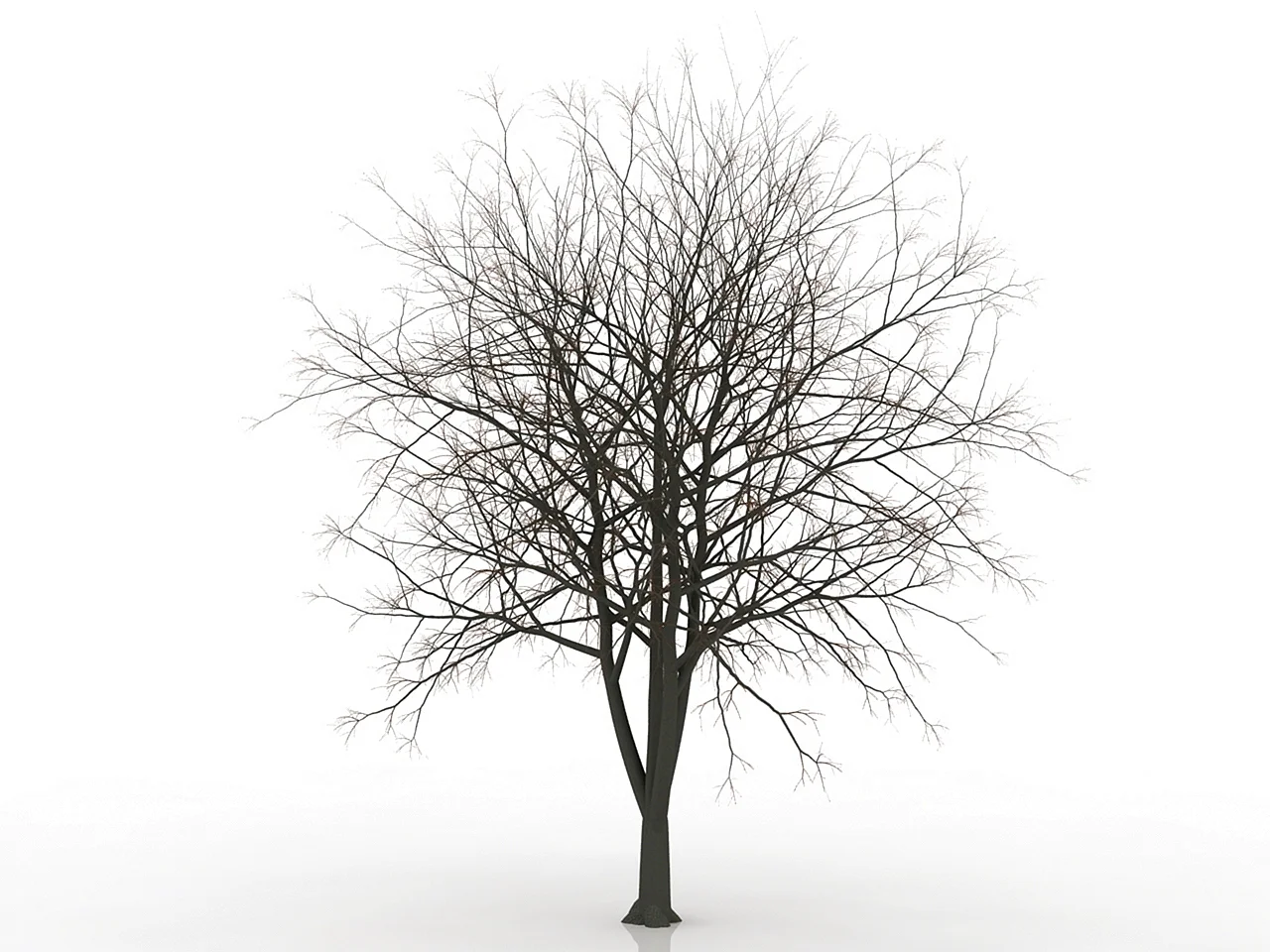 Модель дерева без листвы