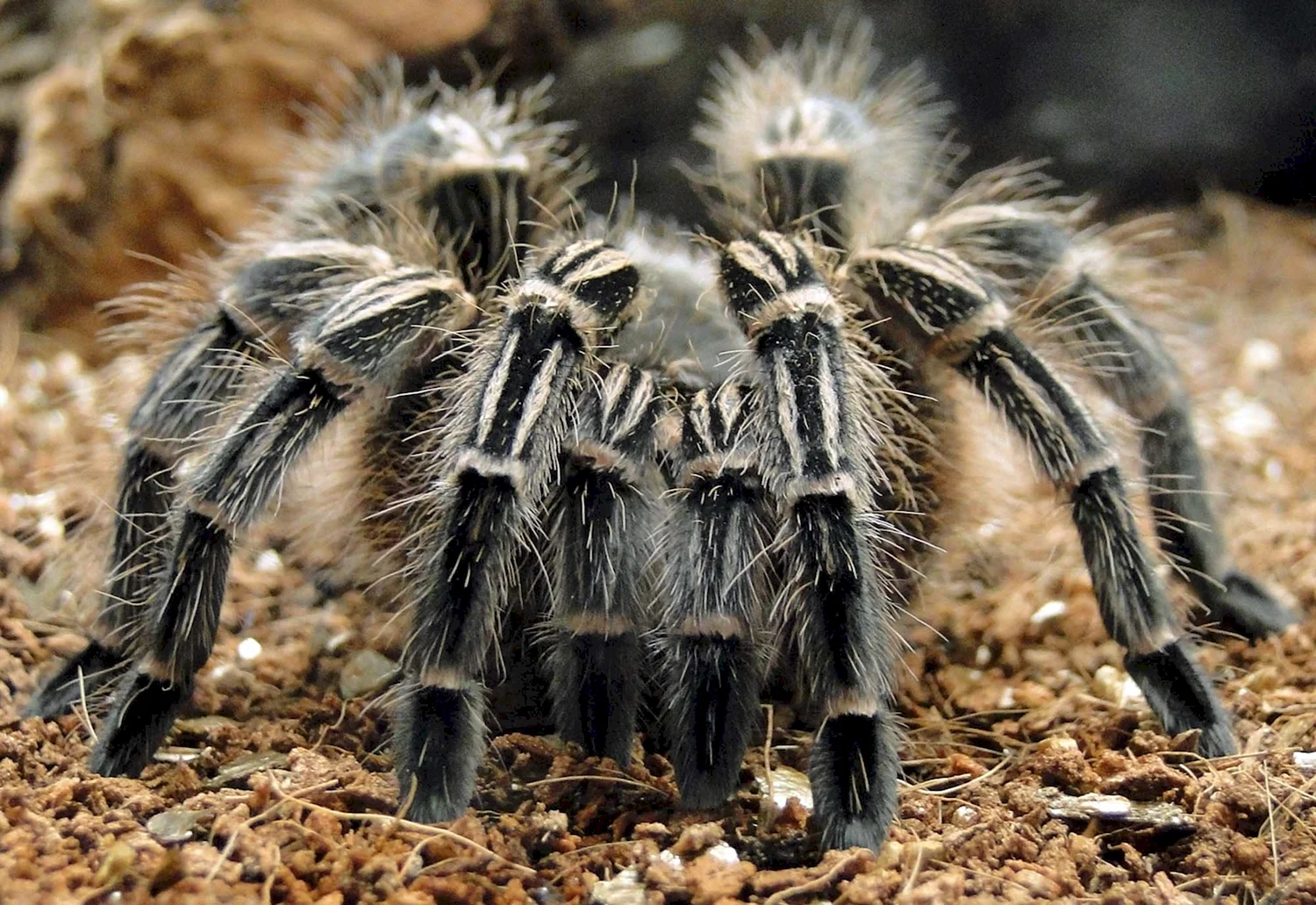 Мохнатый паук Тарантул
