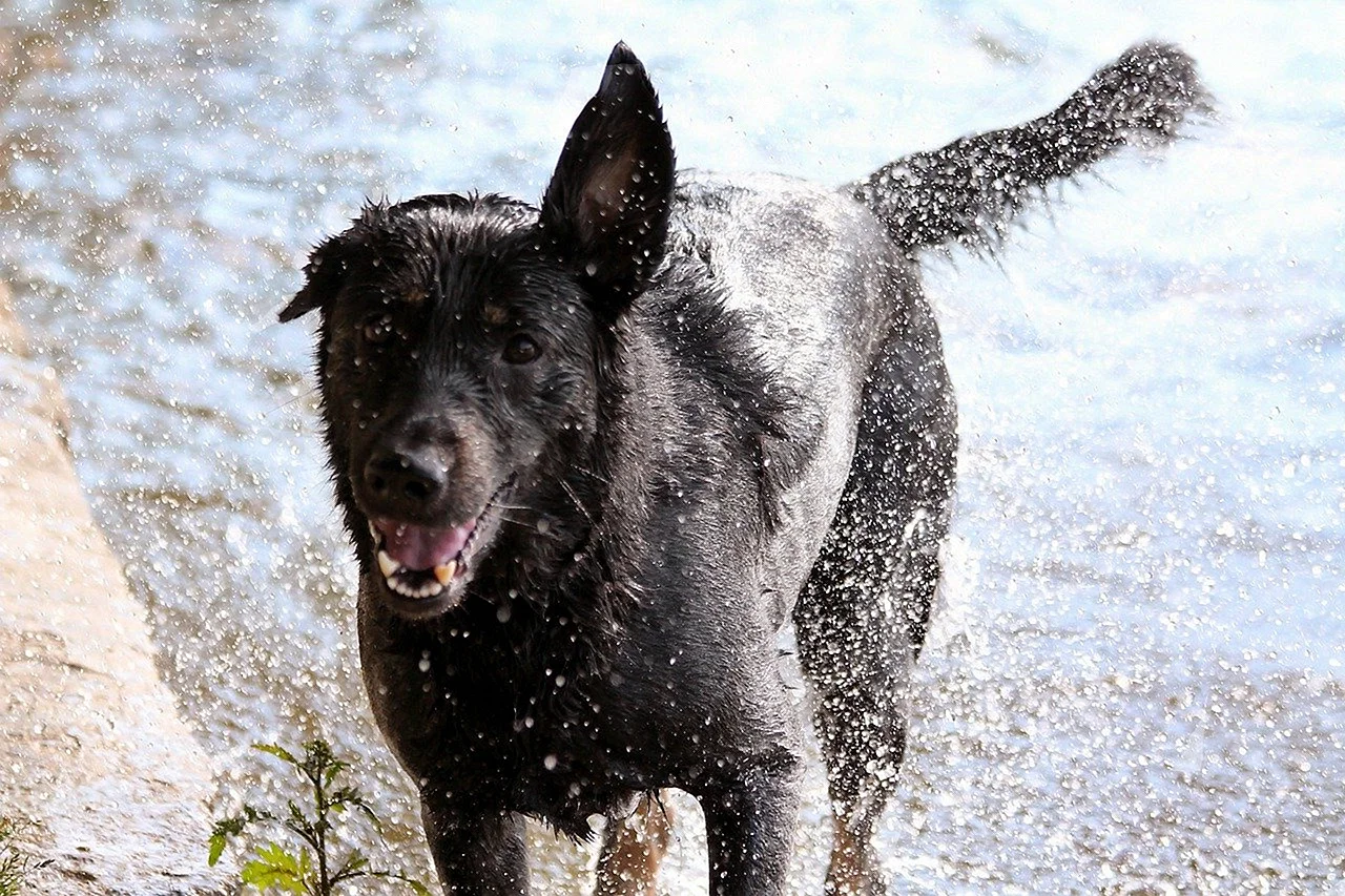 Мокрая черная собака