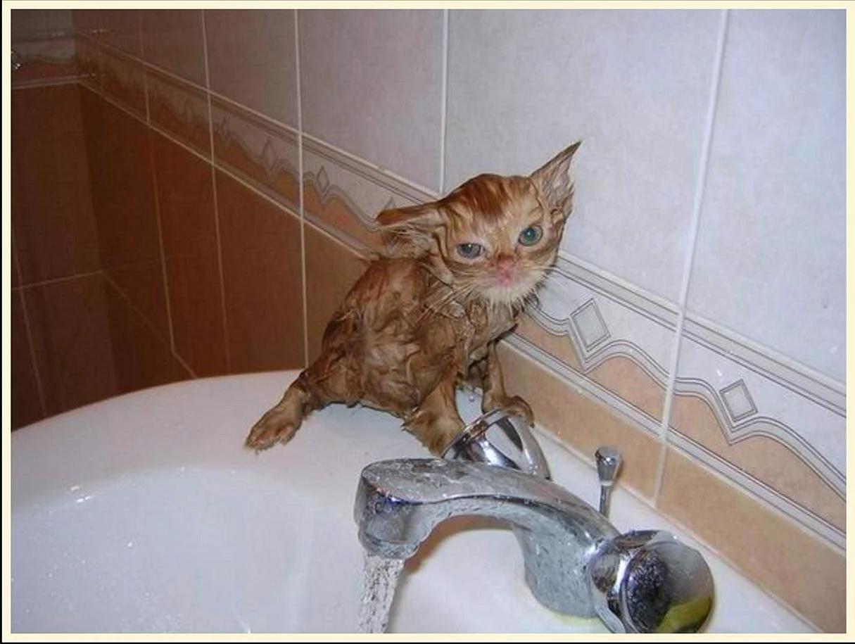 Мокрые кошки смешные