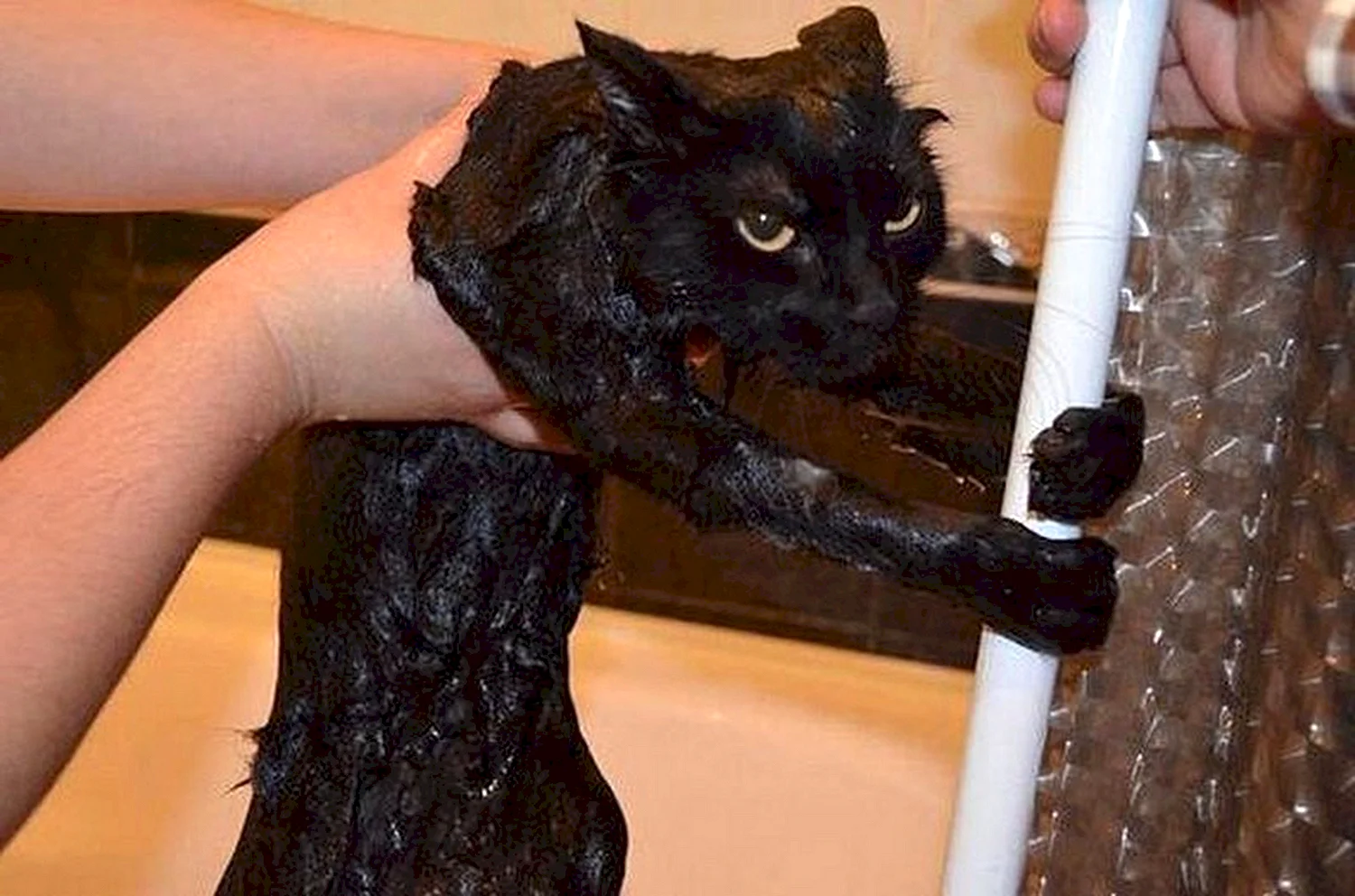 Мокрый черный кот