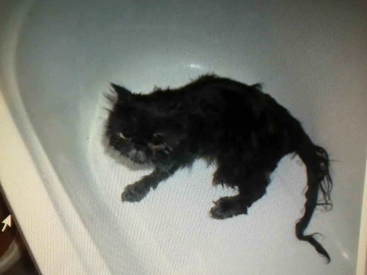 Мокрый черный котенок