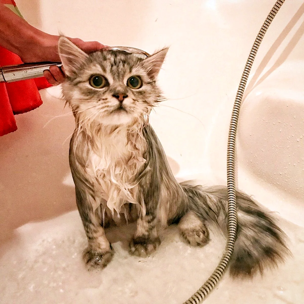 Мокрый кот
