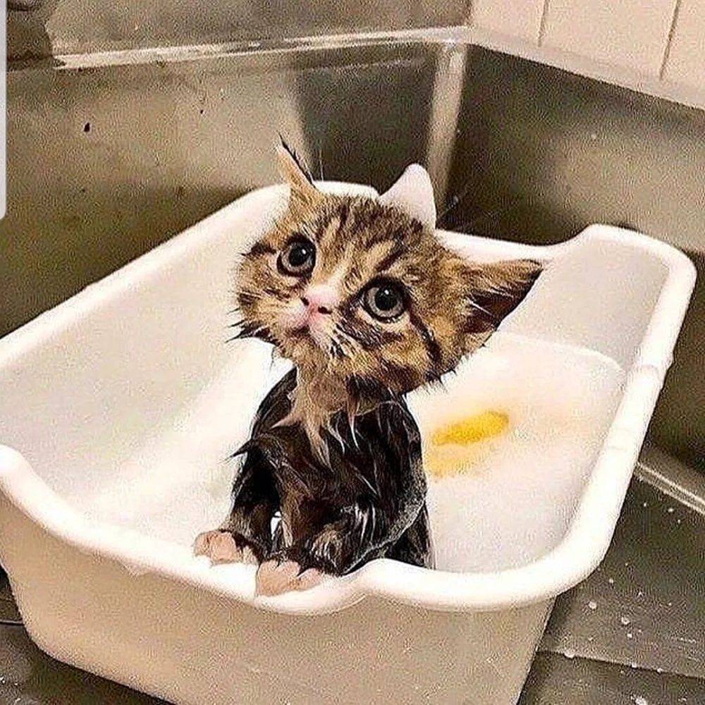 Мокрый котенок
