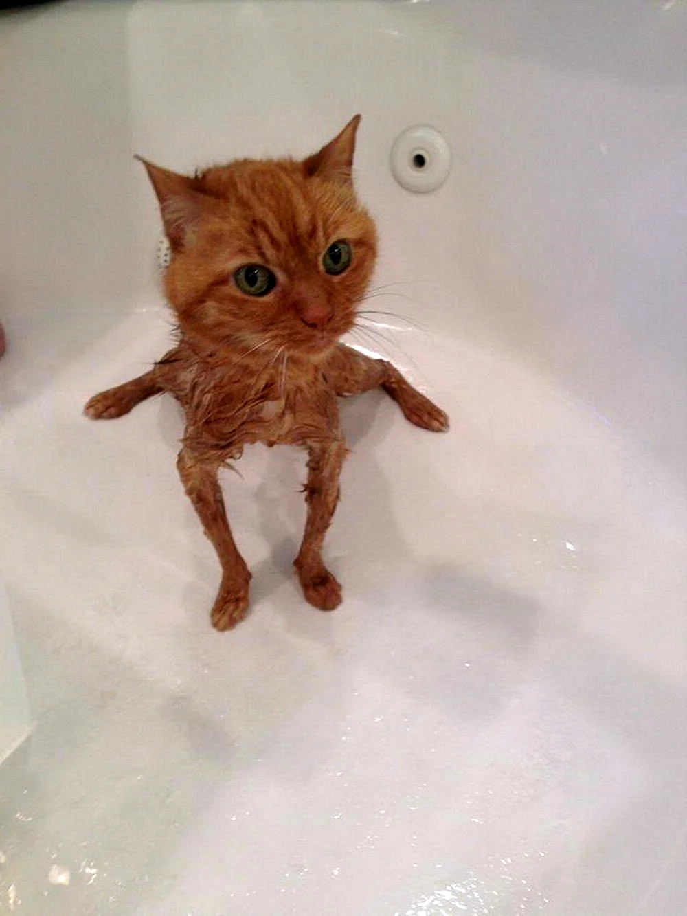 Мокрый рыжий котенок