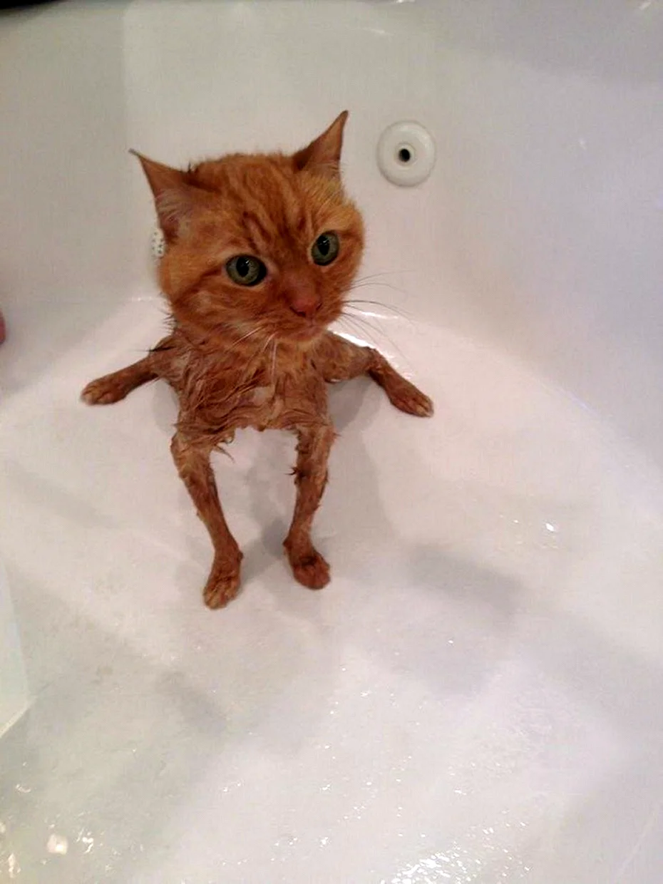 Мокрый рыжий котенок