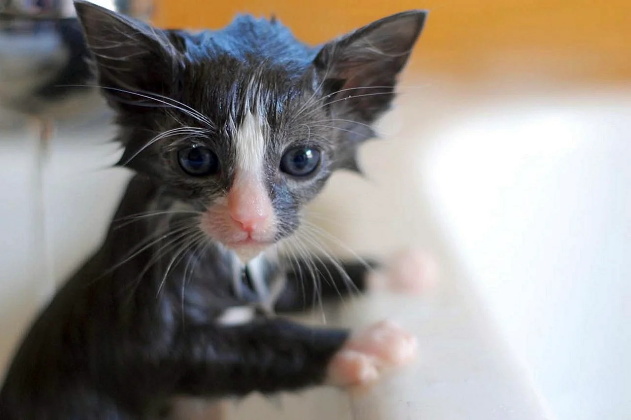 Мокрый серый кот