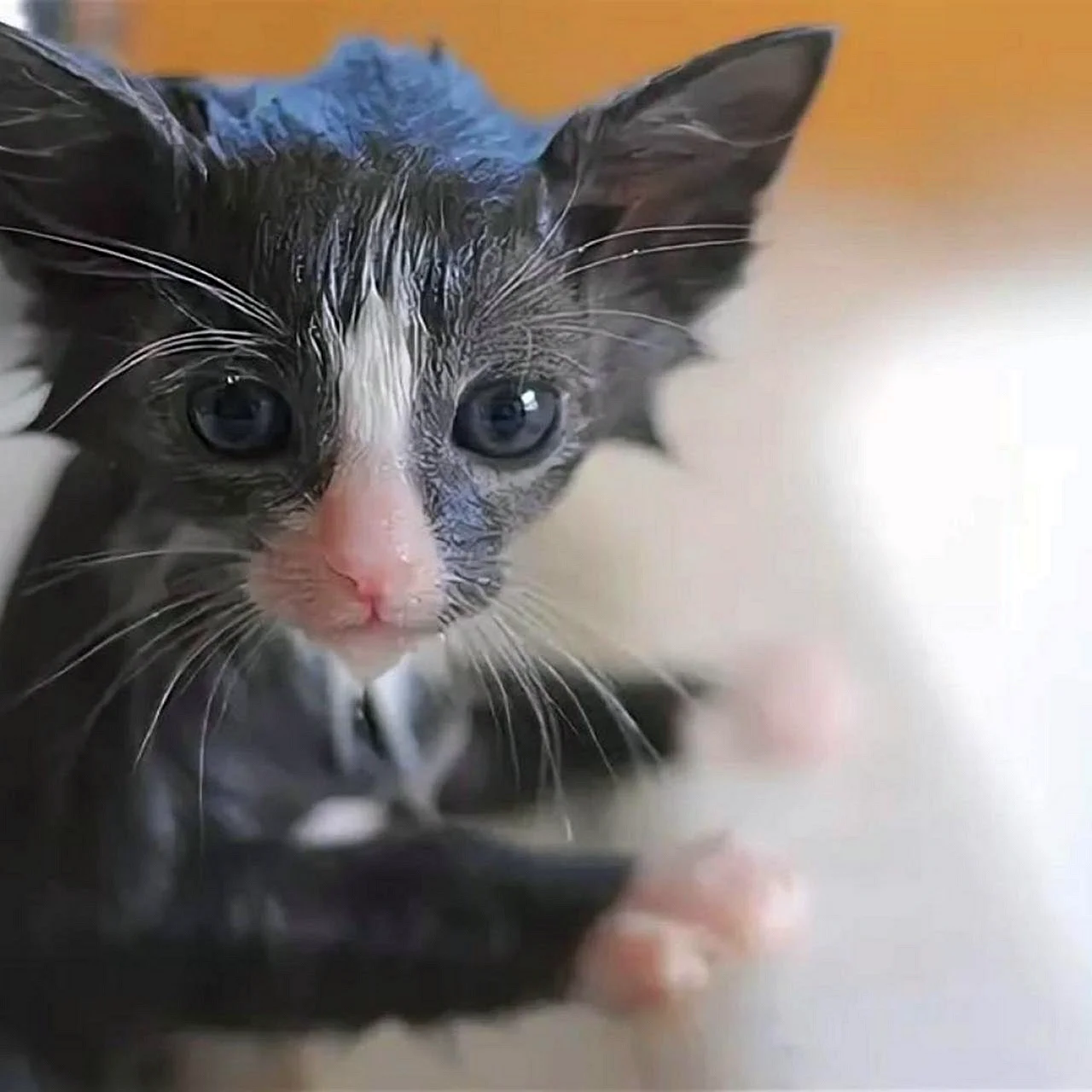 Мокрый серый кот