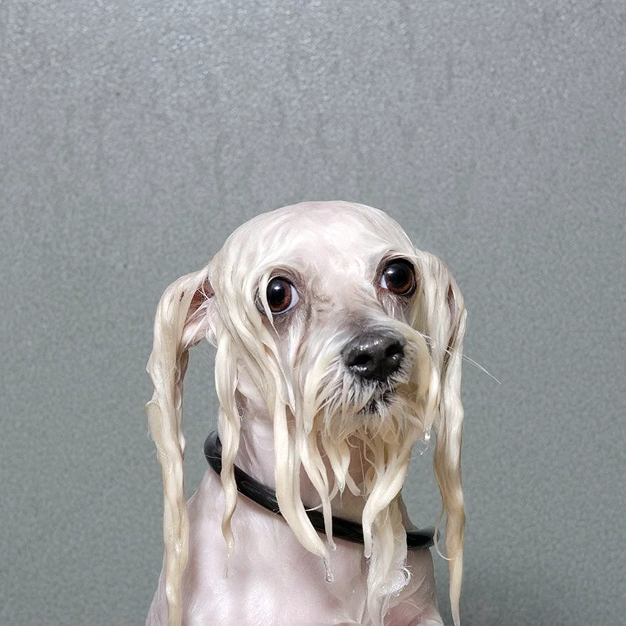 Мокрый щенок