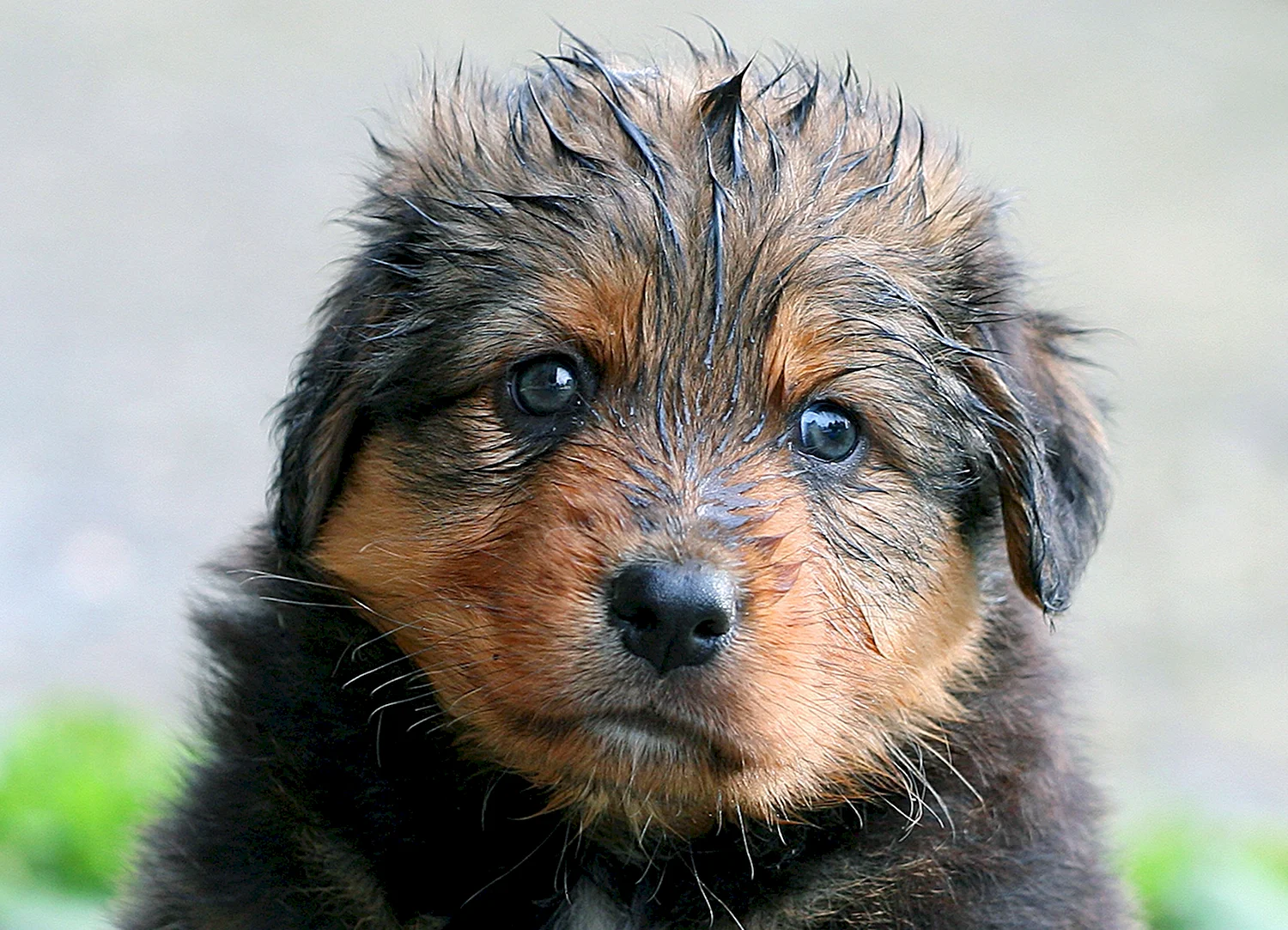 Мокрый щенок