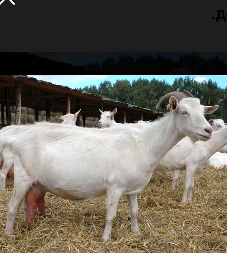 Молочная коза порода зааненская