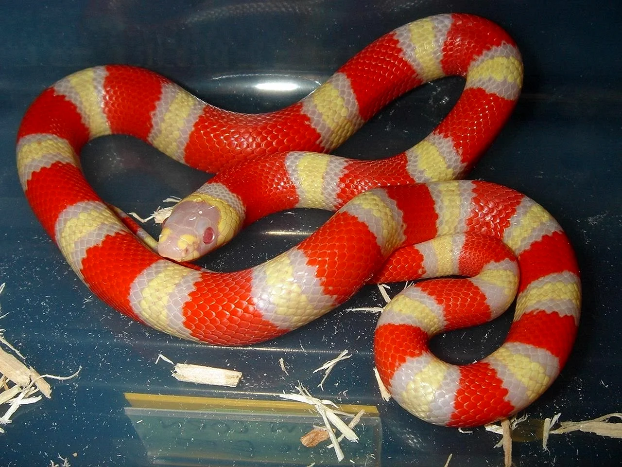 Молочная змея Нельсона Albino