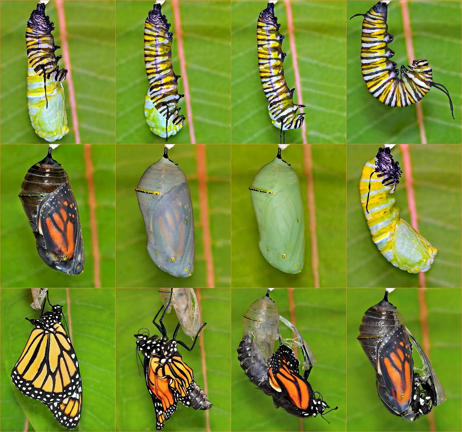 Монарх жизненный цикл бабочки