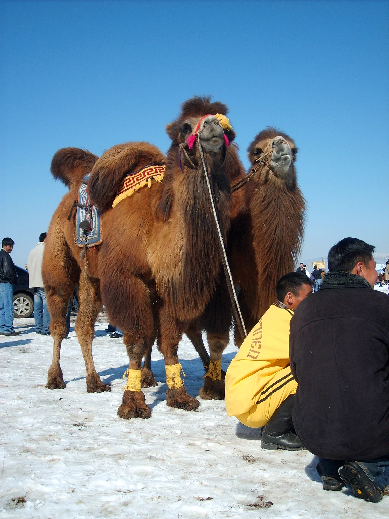 Монгол, Camel