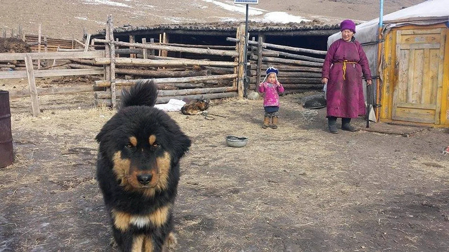 Монголия банхар