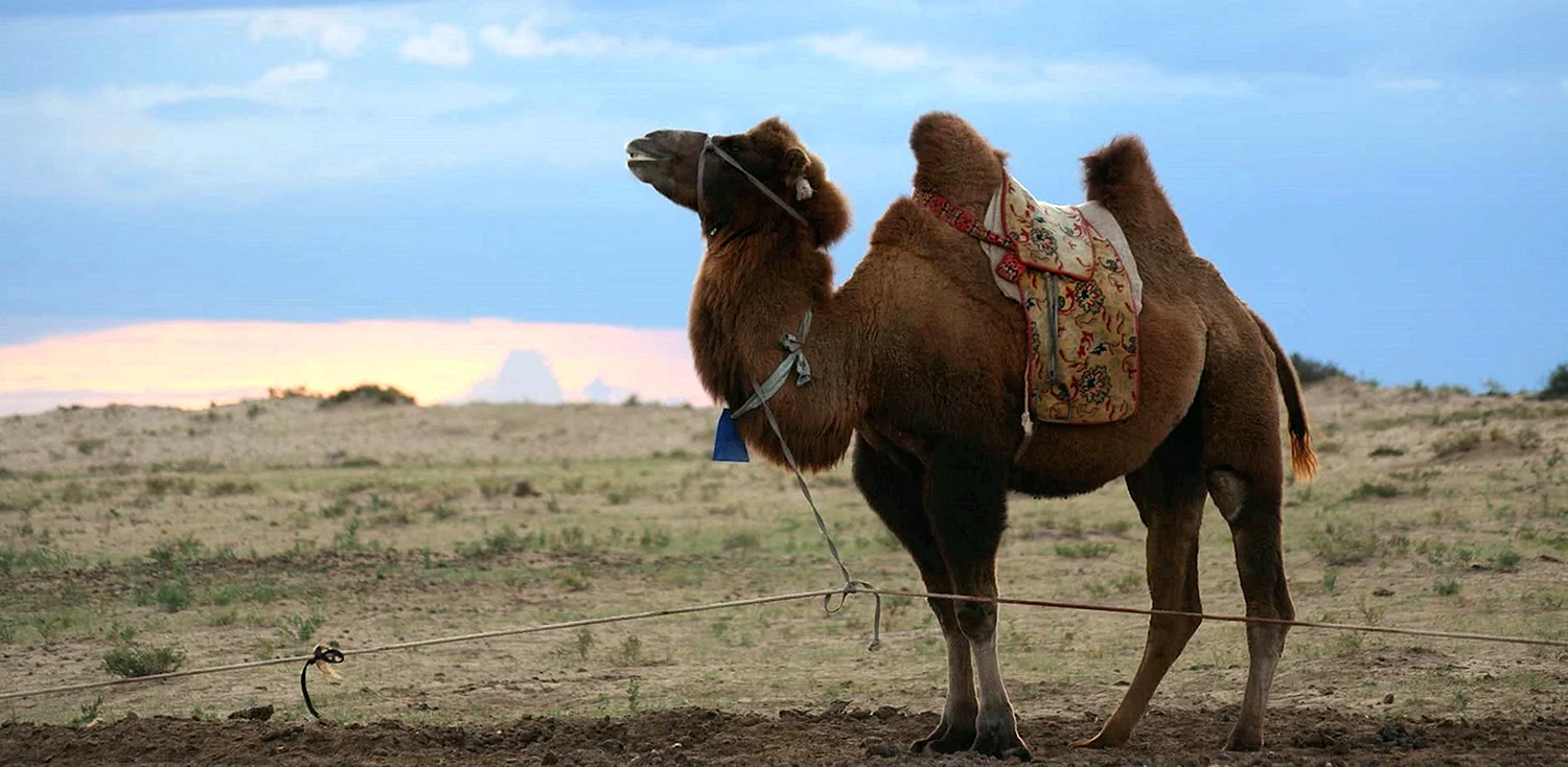 Монголия бронзовый верблюд