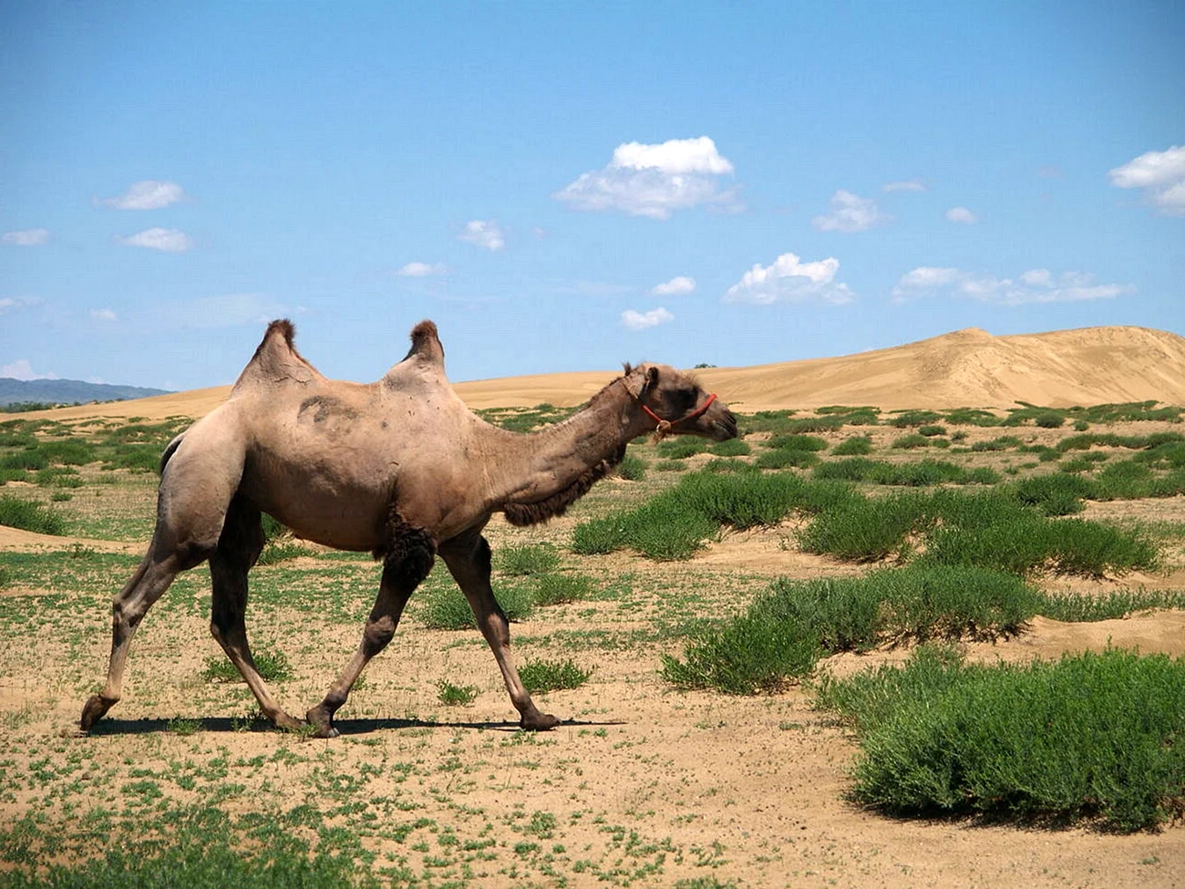 Монголия бронзовый верблюд