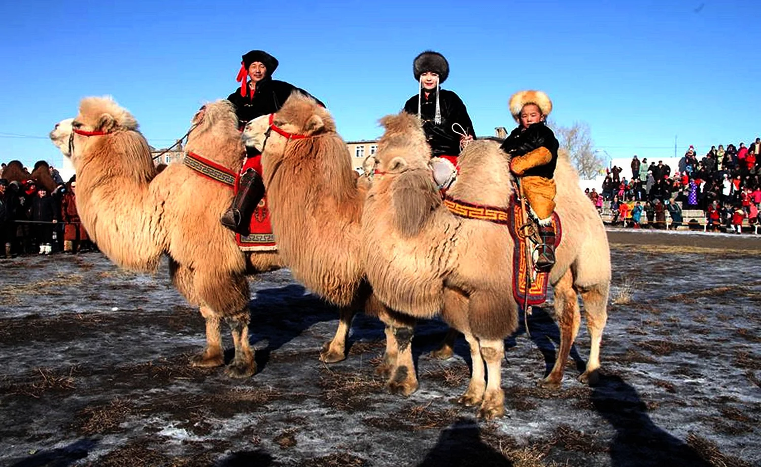 Монголия фестиваль Яков