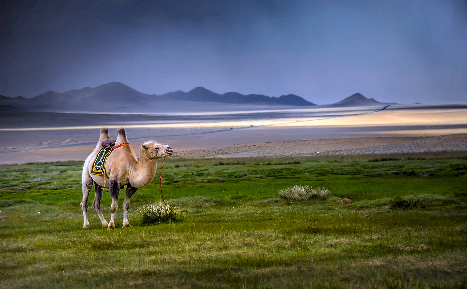 Монголия пейзажи с верблюдами