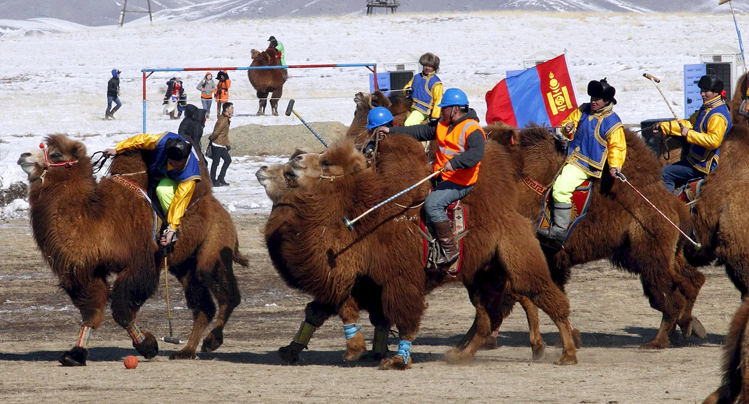 Монголия верблюд фестиваль поло