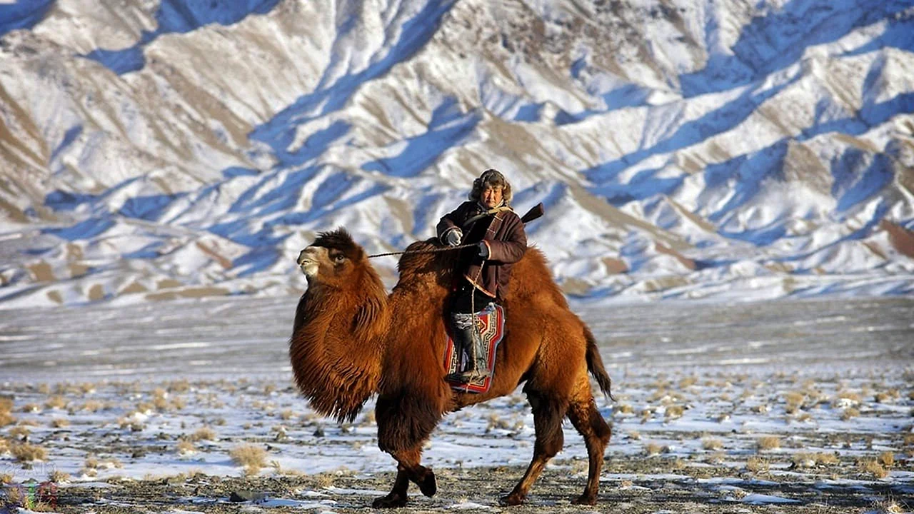Монголия Верблюды