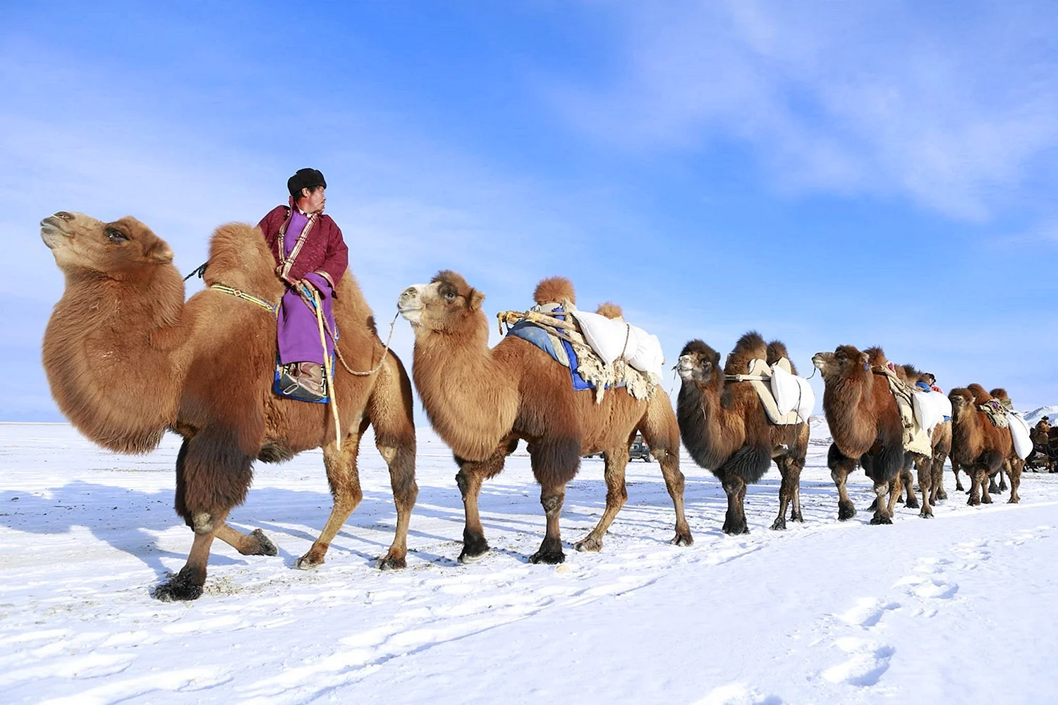 Монголия Верблюды