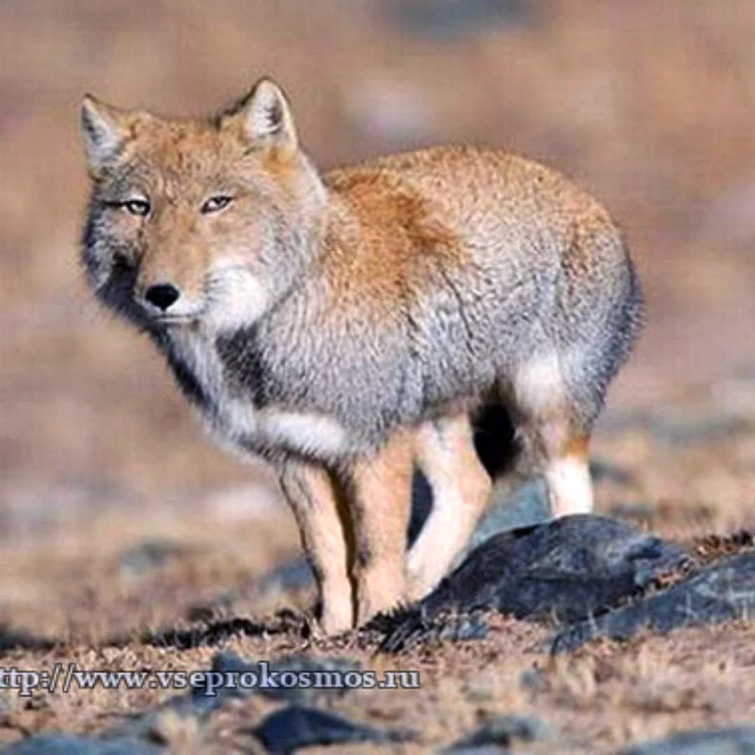 Монгольская лисица