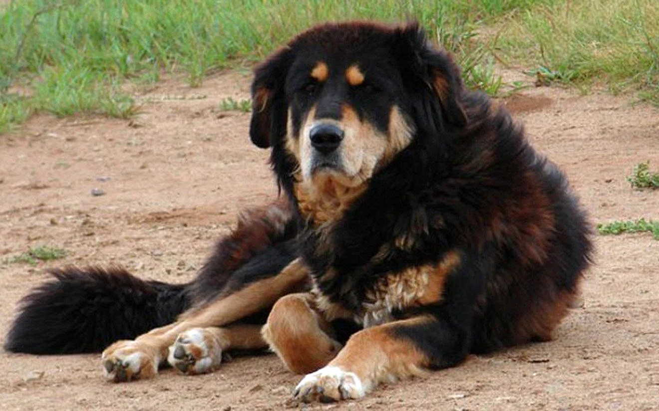 Монгольская пастушья собака