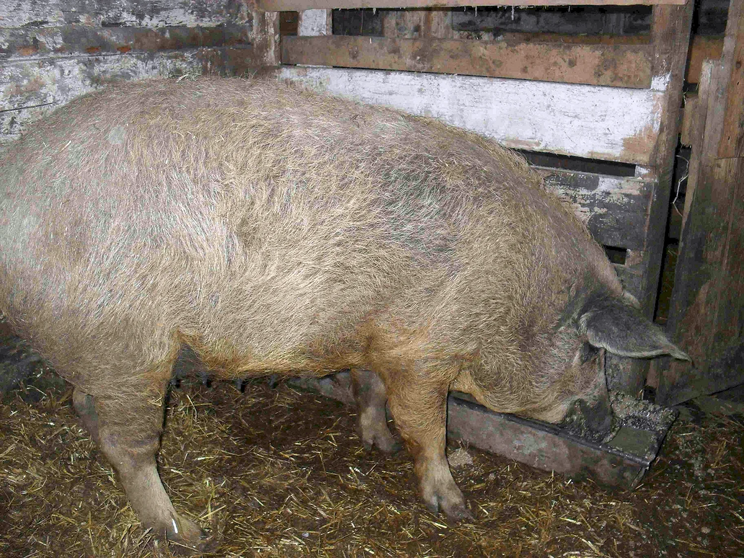 Монгольская порода свиней