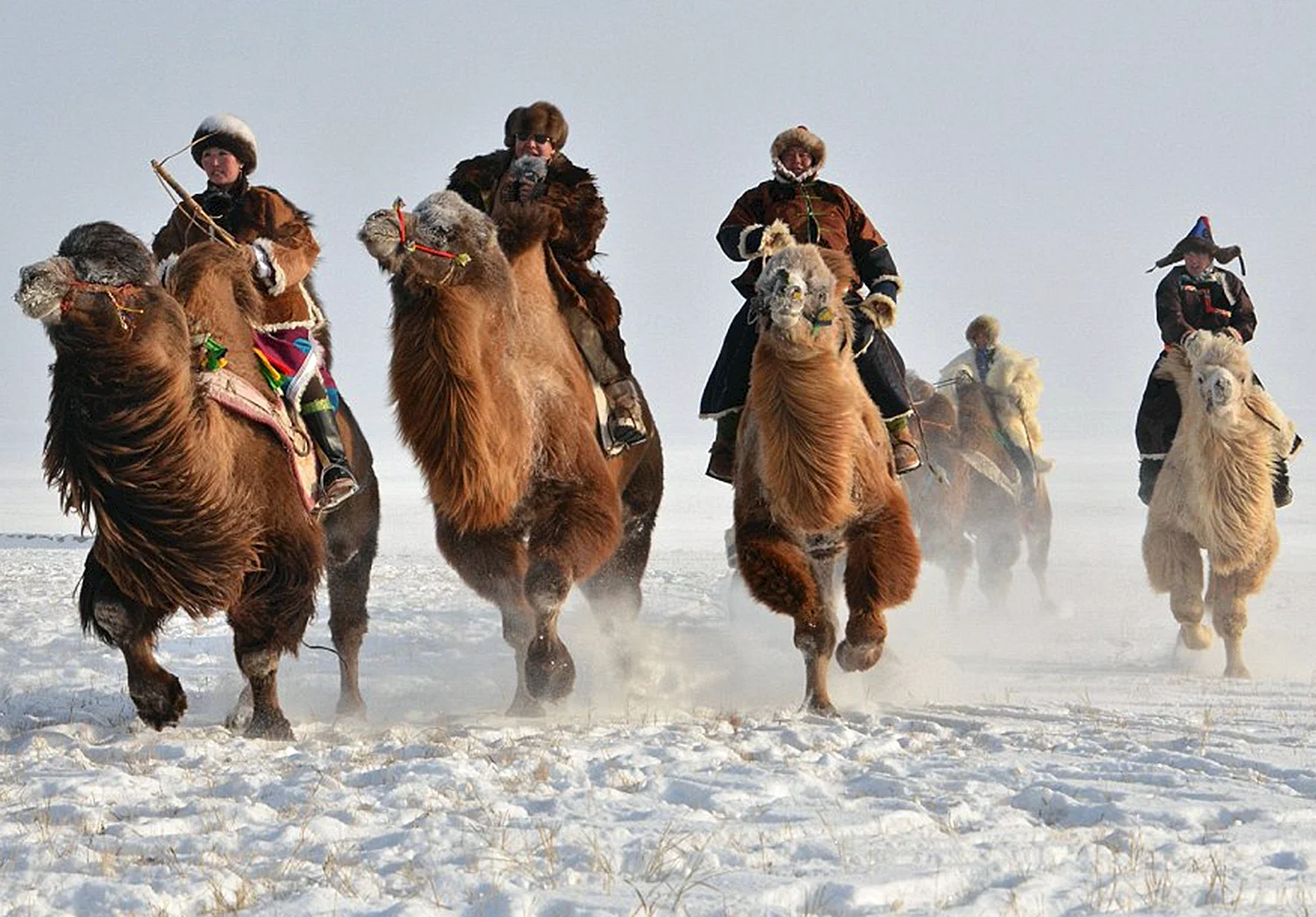 Монгольские бактрианы