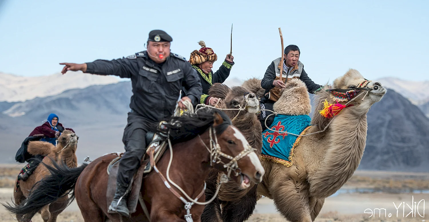 Монгольский полицейский на верблюде