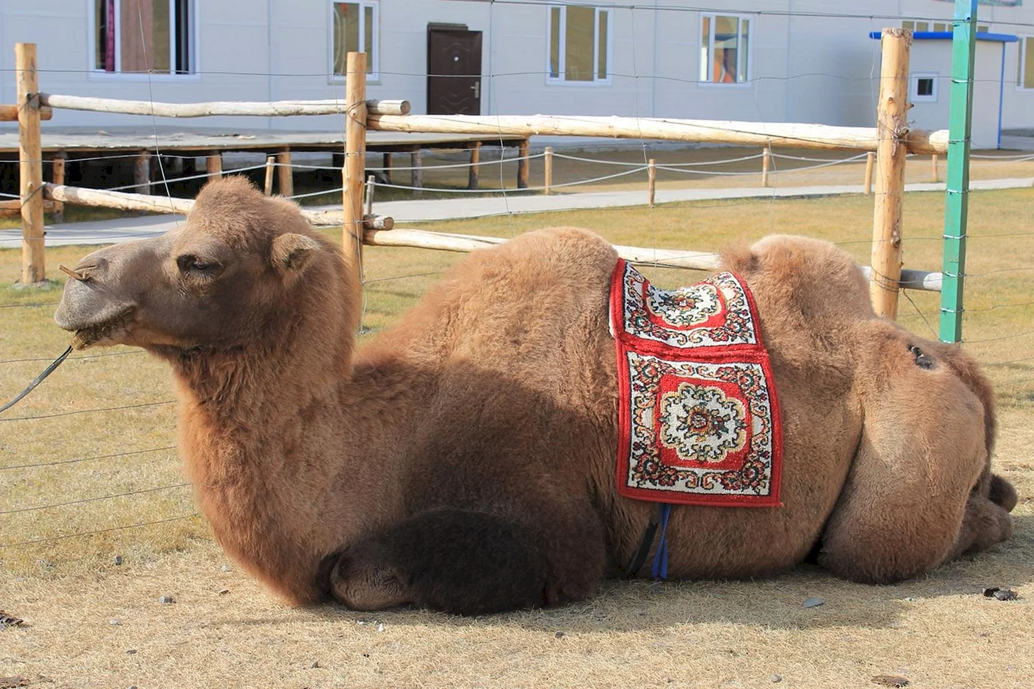 Монгольский верблюд