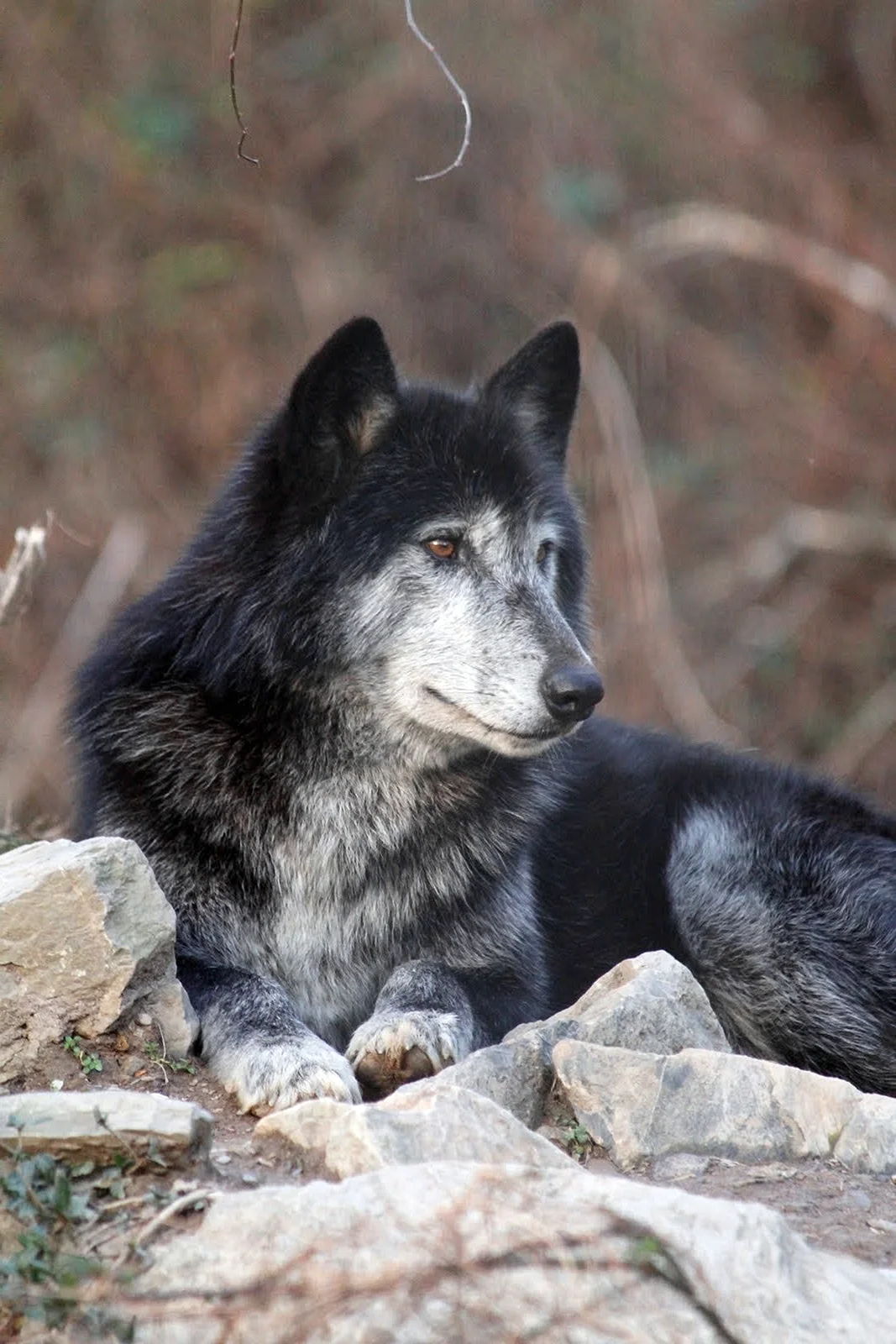 Монгольский волк