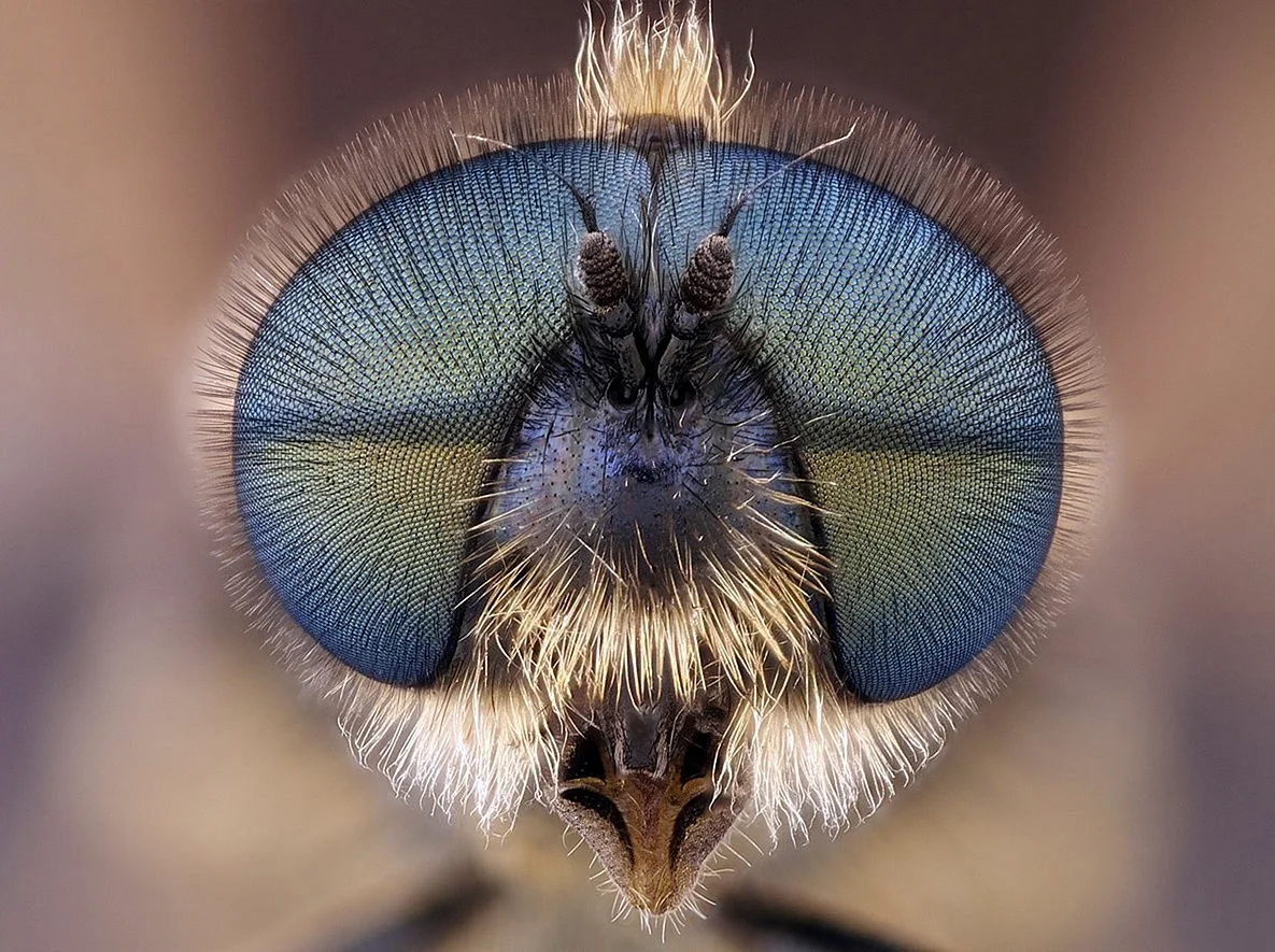 Морда бабочки под микроскопом