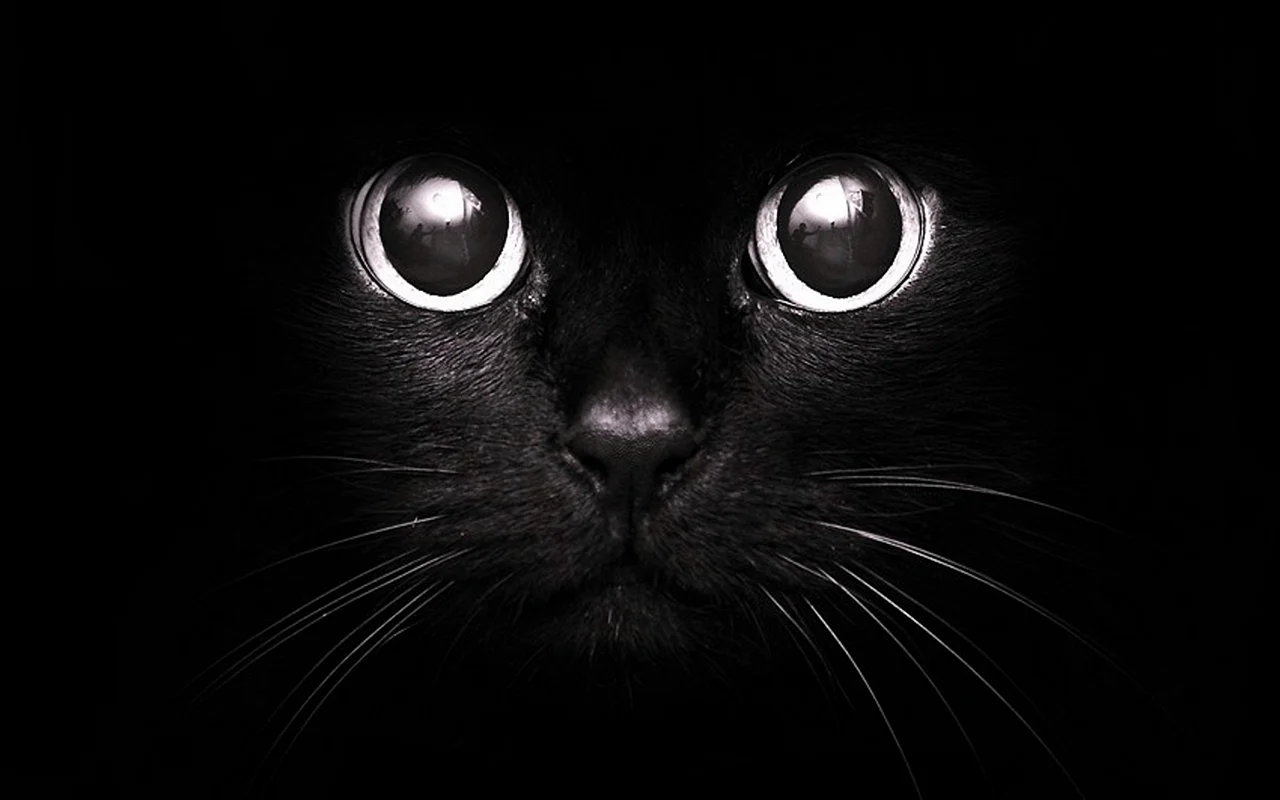 Морда черной кошки