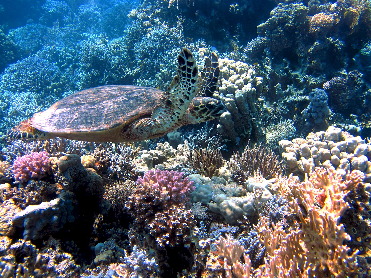 Морская черепаха Египет