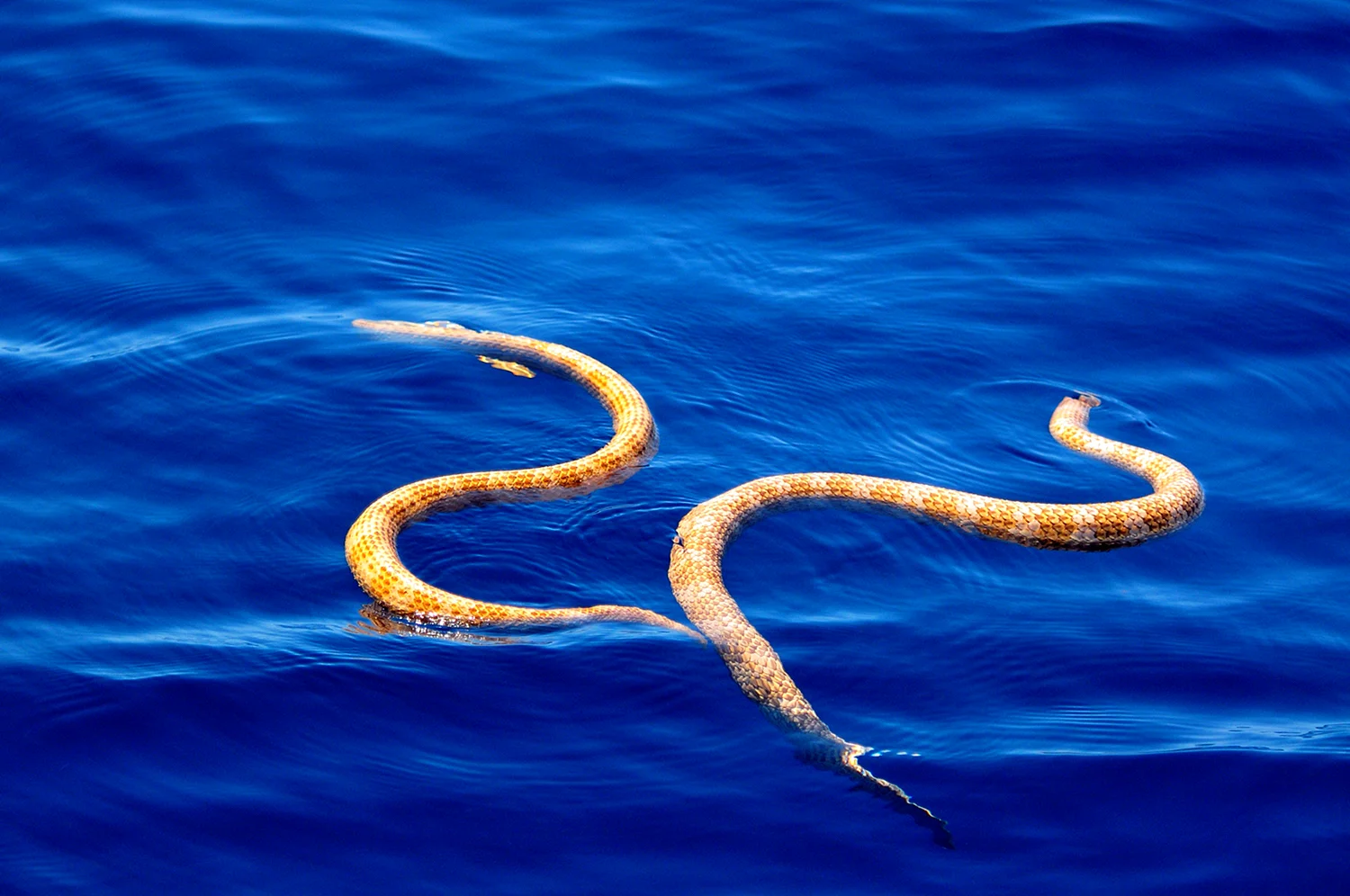 Морская змея Астроция