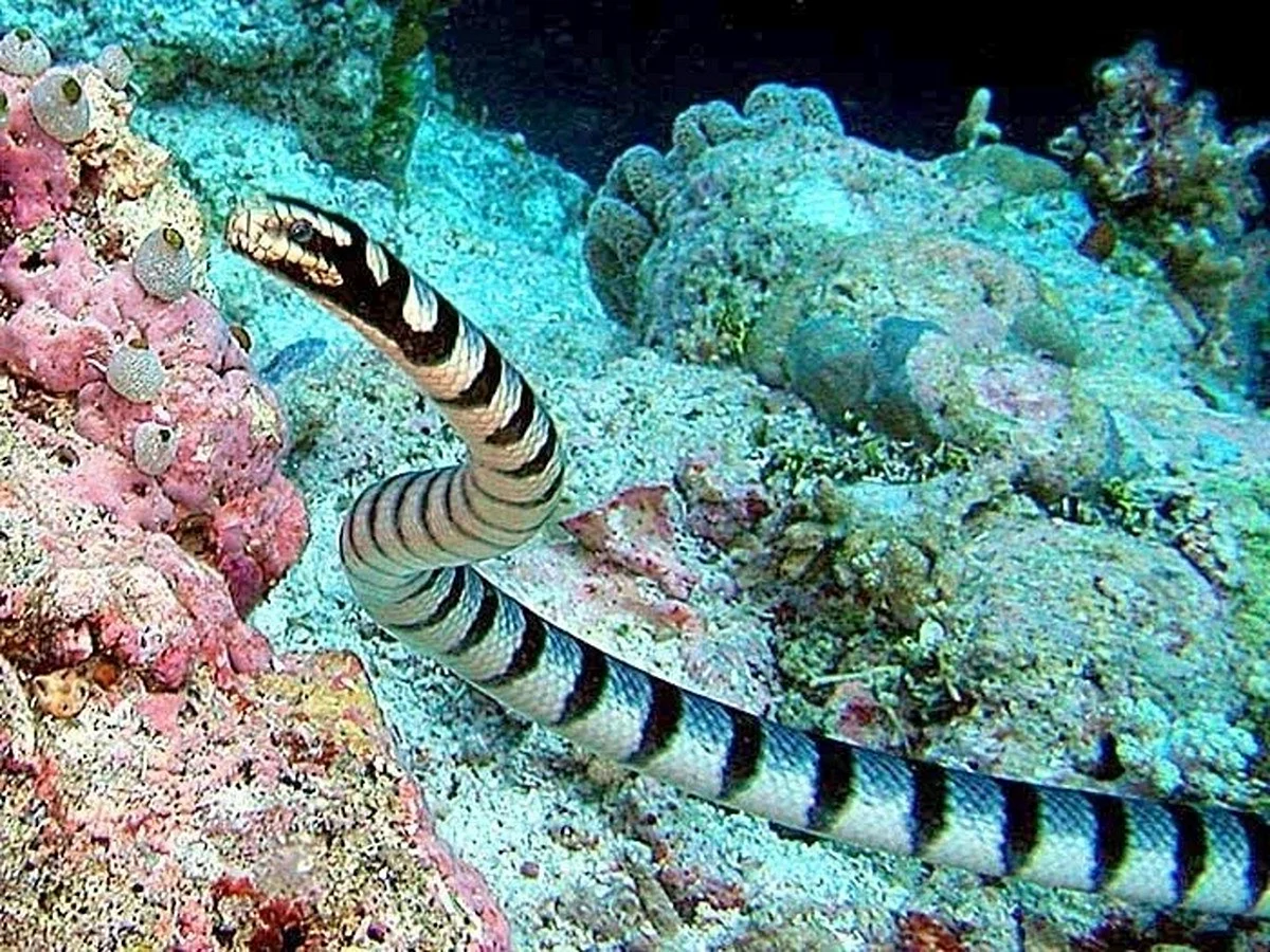 Морская змея Астроция