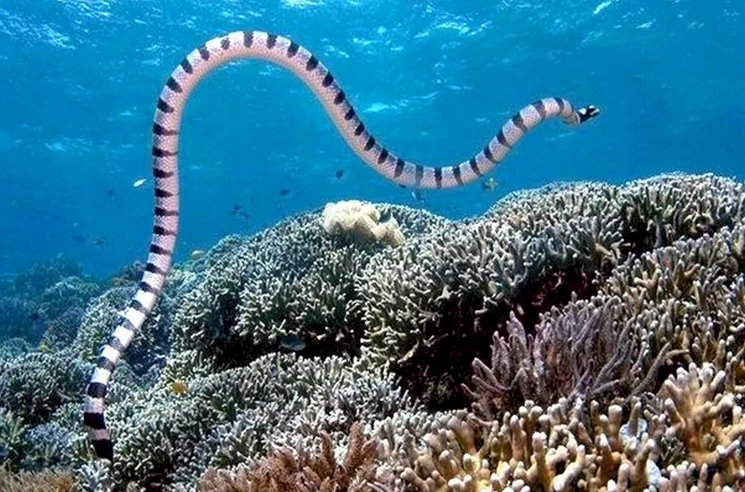 Морская змея Белчера