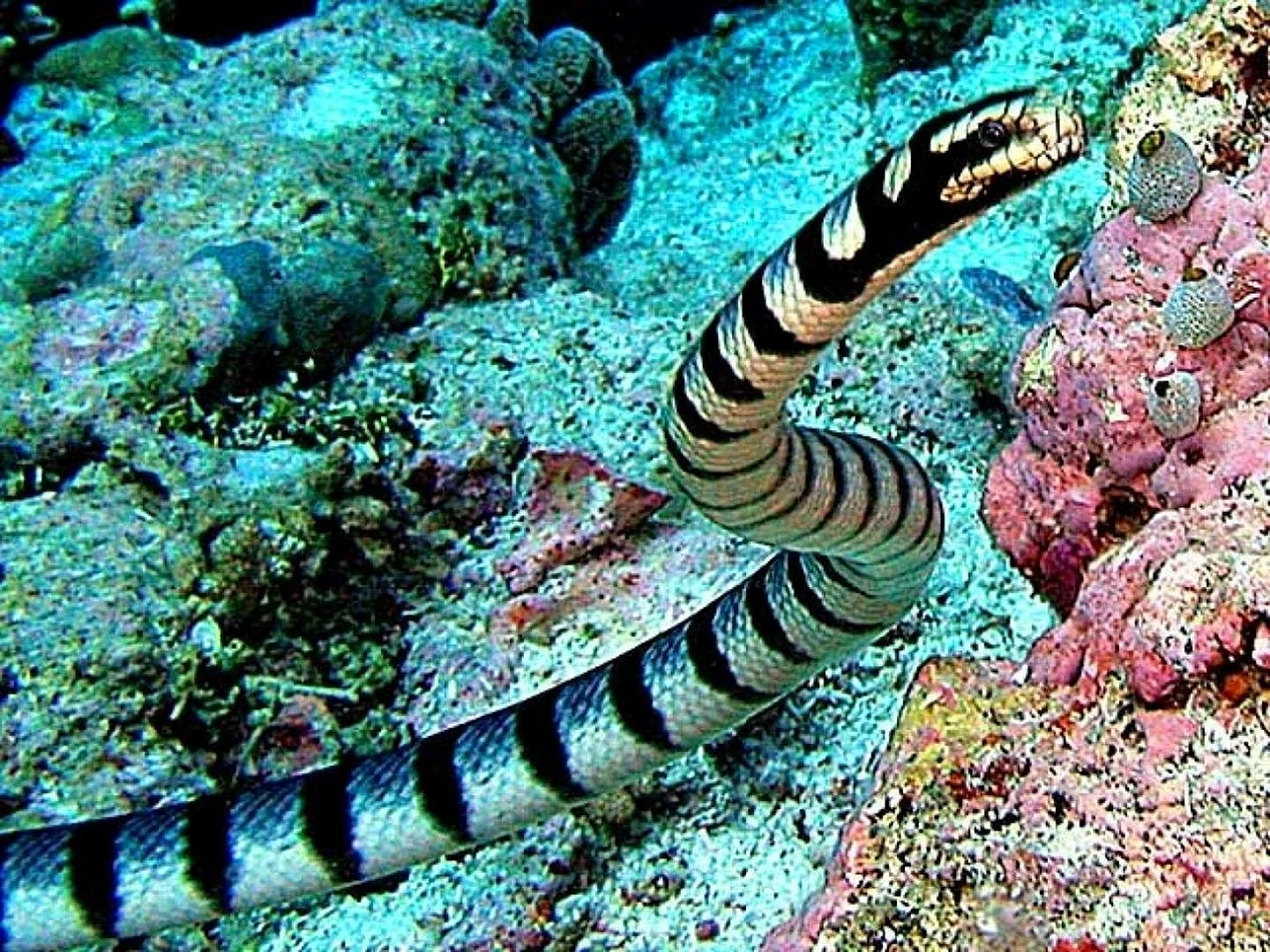 Морская змея Белчера