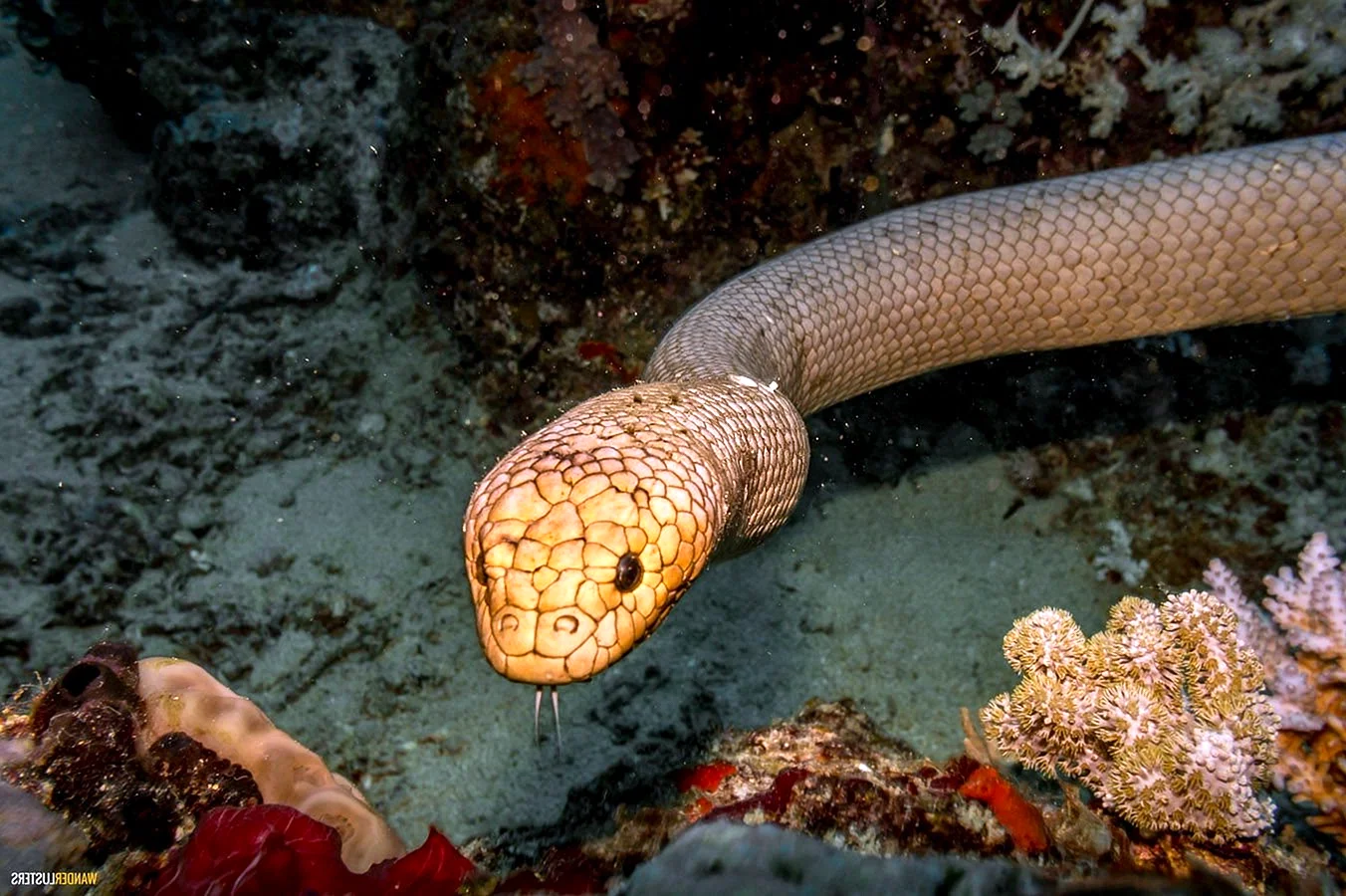 Морская змея Дюбуа